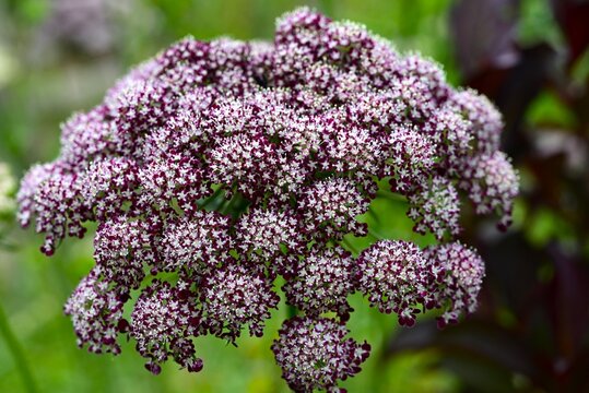 Daucus carota 'Dara' (Black lace flower). Apiaceae annual. Its stylish brown flowers bloom in early summer and are known as 'Queen Anne's Lace'.