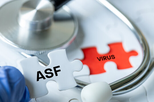 ASF virus. African Swine Fever. Concept of pig health. A highly infectious and fatal viral disease affecting pigs and wild boars.