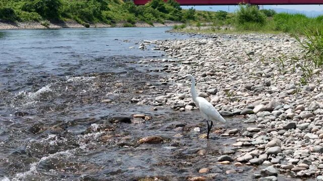 White egret walks shallow river stones. Water flows gently over smooth pebbles. Green grasses border the bank softly. Bird pauses, scans surroundings with quiet focus