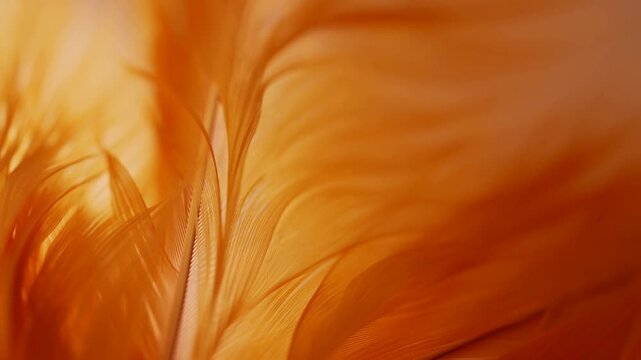 Soft orange feathers glow warmly under gentle light. Feather texture flows with subtle motion blur. Ideal for nature, luxury, or abstract background projects. No people shown