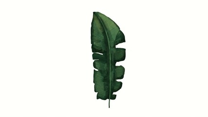 Large green leaf standing upright on a white background displaying details of its structure and shape in a simple manner © Олена Пляка