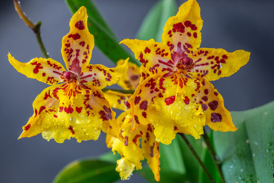 Dendrobium orchid in studio setting