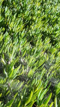 Vibrant green succulent plant, possibly Carpobrotus edulis, with intricate spiderwebs woven between its leaves, gently swaying in the bright sunlight, creating a natural and textured background
