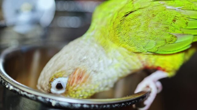 A parrot is reaching into a bowl filled with food in a home environment. The bird is focused on eating while some objects are blurred behind.