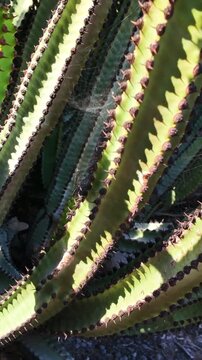 Bright sunlight creating contrasting shadows on a textured Euphorbia ingens cactus, with a delicate spiderweb visible between the thorny stems, moving gently in a natural environment