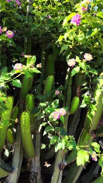 Beautiful green cactus with spiky thorns and lush lantana camara bush with vibrant pink flowers gently swaying in the wind, creating a stunning natural background texture on a sunny day