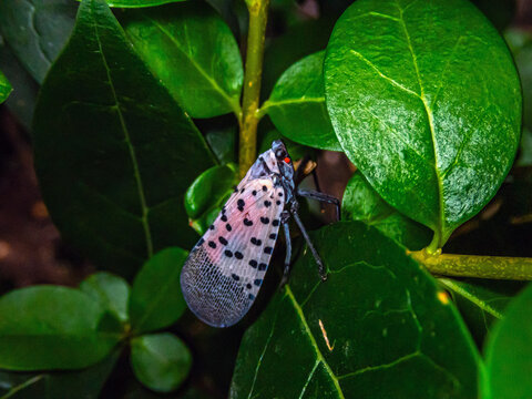 spotted lanternfly,Lycorma delicatula is a species of planthopper