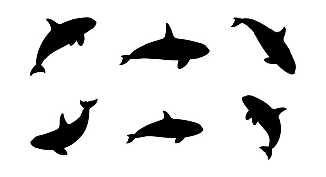 Orca Whale Silhouettes, Killer Whale Vector Icons, Marine Mammal Aquatic Life, Ocean Wildlife Pod Collection