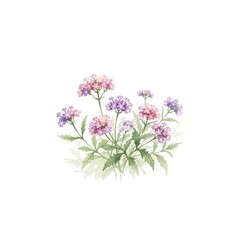 Fototapeta premium Verbena watercolor illustration3