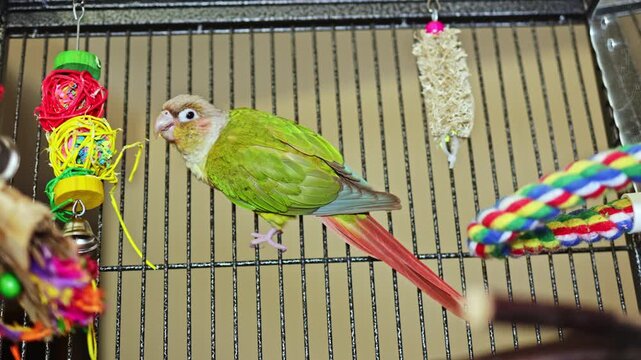 A small green parrot plays inside its cage. The cage includes colorful toys and ropes. The bird moves around and interacts with its surroundings during daytime.