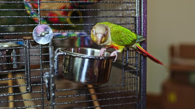 A green parrot is bending into a metal bowl inside a cage. The parrot is focused on eating. The cage is in a home environment with colorful toys visible.