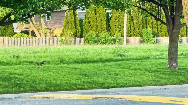 A squirrel is moving across a green field surrounded by trees and a wooden fence. A house is visible in the background. It is late afternoon and the light is bright.