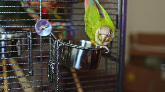 A parrot perches on the edge of a food bowl that is hanging inside a metal cage. The background shows a simple room with limited furniture. Sunlight comes through a window.