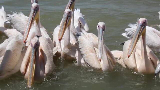 Great white pelicans (Pelecanus onocrotalus) at Tana lake, Ethiopia