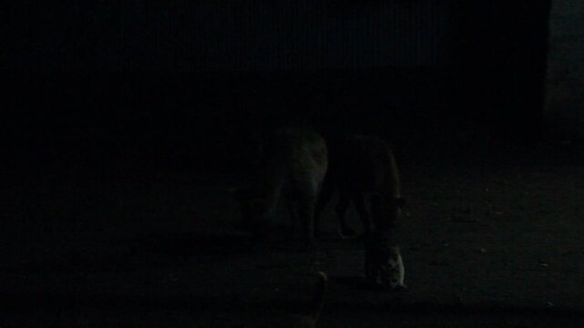 Hyenas and cats in the streets of Harar, Ethiopia. They gather every evening on a specific spot to be fed.