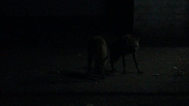 Hyenas and cats in the streets of Harar, Ethiopia. They gather every evening on a specific spot to be fed.