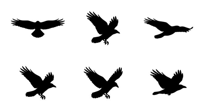 Six Black Bird Silhouettes, Flying Raven Animation Sequence, Winged Creature Motion Study, Dark Avian Graphic Elements