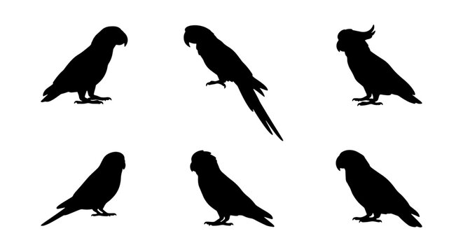 Parrot Silhouettes Collection: Tropical Birds, Exotic Avian Icons, Vector Graphics for Wildlife Design