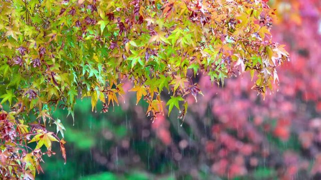 Rain falling on a scenic Japanese maple branch with beautiful multicolored foliage.
