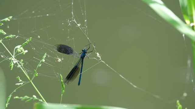A damselfly caught in a spider web.