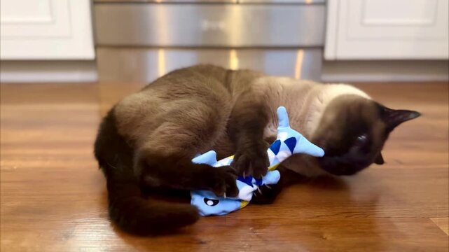 cute adult siamese domestic cat playing with catnip toy fish on wooden floor