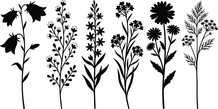 Collection of wild flowers and field herbs black silhouettes set isolated on white background botanical illustration