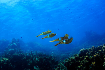 Squid swimming over coral reef © Pete Niesen Photo