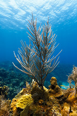 Branch coral rises of tropical coral reef with blue ocean background © Pete Niesen Photo