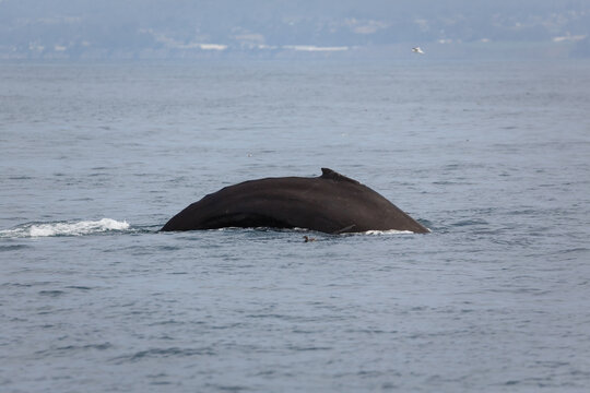 curved back of humpback whale Megaptera novaeangliae surfacing