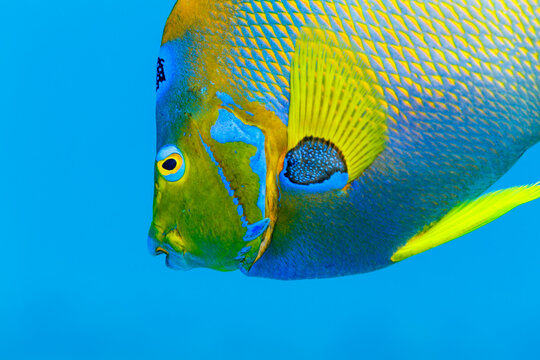 detail of Queen Angelfish  holacanthus ciliaris in blue water