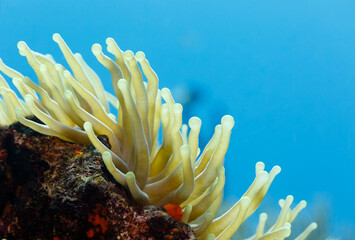 Close-up of open, yellow tentacles swaying in current, sea anemone, anthozoa actinaria, with orange coral around © Pete Niesen Photo