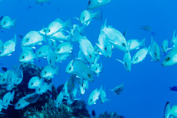 Obraz premium school of Gray Snapper lutjanus griseus swimming in blue water