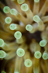 Close-up of yellow tentacles tips strait up, sea anemone, anthozoa actinaria, on the coral reef © Pete Niesen Photo