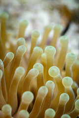 Close-up of yellow tentacles strait up, sea anemone, anthozoa actinaria, on the coral reef © Pete Niesen Photo