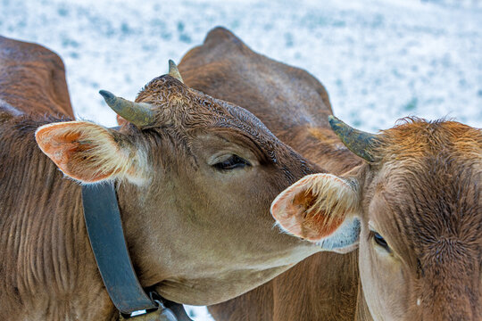 Allg&auml;u - K&uuml;he - Bussi - Winter - Schnee - lustig - Braunvieh