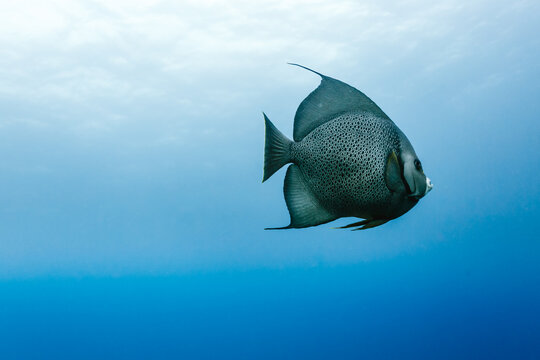 A French Angelfish (Pomacanthus paru) swims in the clear blue ocean water.