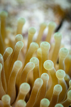 Close-up of yellow tentacles strait up, sea anemone, anthozoa actinaria, on the coral reef