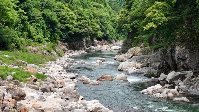 Clear river flows through rocky bed. Green forest lines both banks. Natural sounds echo through the scene. Peaceful stream runs through wilderness. Ideal for tranquil nature scenes