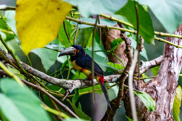 Fototapeta premium A Chestnut-eared Aracari (Pteroglossus torquatus) perches on a branch in a lush green forest.