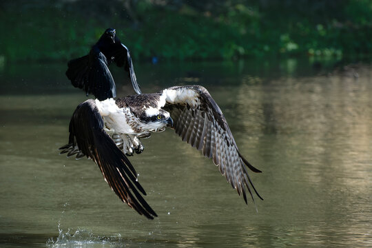 Osprey chased by grackle in flight against natural background