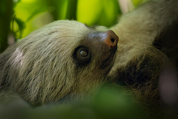Fototapeta premium Two toed sloth with baby in maternal embrace in tropical forest