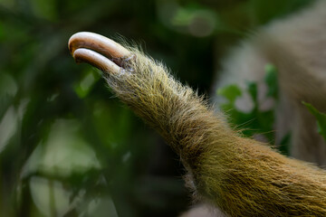 Fototapeta premium Two toed sloth with baby in maternal embrace in tropical forest
