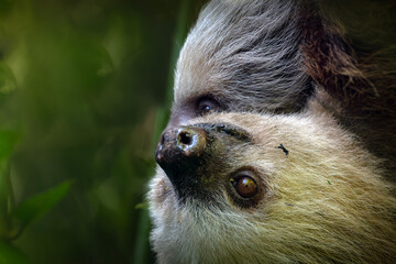 Fototapeta premium Two toed sloth with baby in maternal embrace in tropical forest