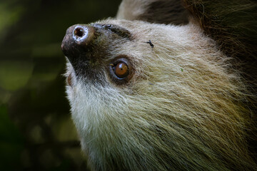 Fototapeta premium Two toed sloth with baby in maternal embrace in tropical forest