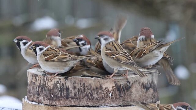 Flock of Eurasian tree sparrows eating seeds on wooden stump feeder in winter blizzard