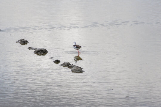 Black-winged stilt wading in shallow water searching for food