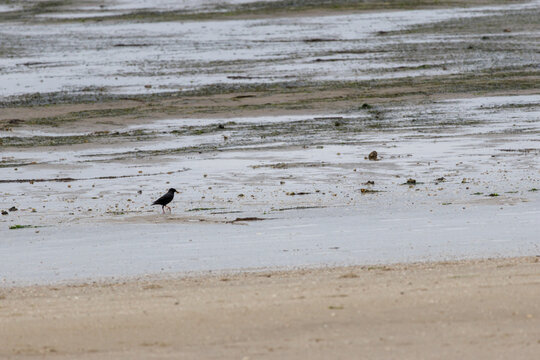 Black bird foraging at low tide on mudflat