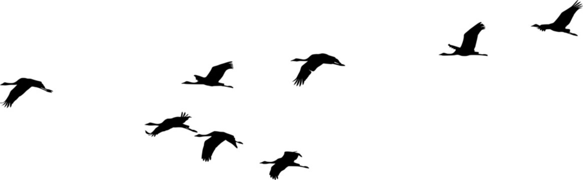 v-formation of flying Eurasian cranes (Grus grus)
birds Silhouettes Design And Vector Illustration.