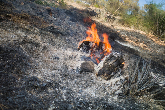 Wildfire crackles amid scorched earth and ash. Flames lick dry brush beneath a clear sky. Charred trees stand silent after destruction. Nature's resilience lingers in smoldering remains