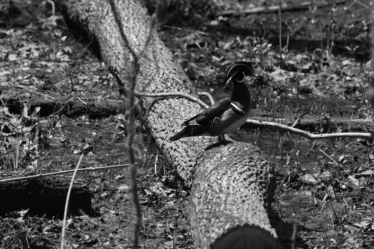 Parc Maritime Nicolet 9 Mai 2026 N&b